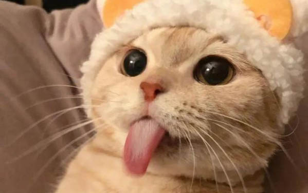 小貓可以吃蛋黃嗎？