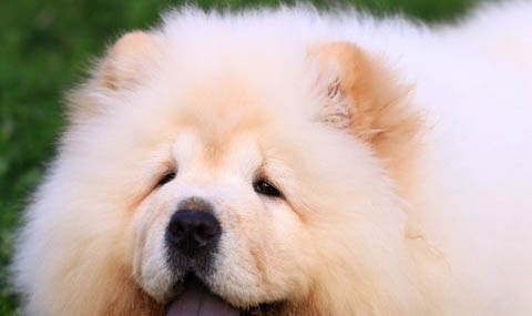 松獅犬和哈士奇哪個好養