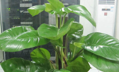 紅寶石魚好養嗎?