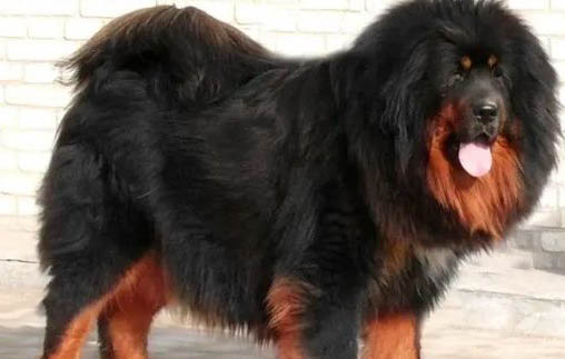 藏獒小狗圖片 幼崽300元一只