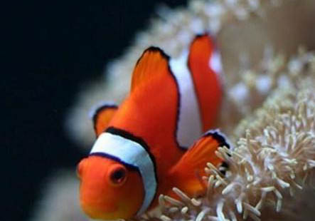 小丑魚在哪產(chǎn)卵