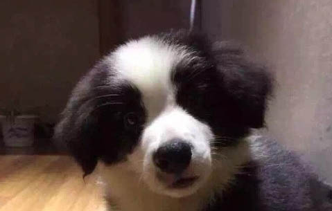 狗狗為什么會用爪子撓人
