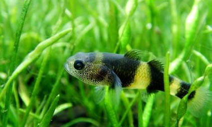 剛出生的孔雀魚需要喂食嗎