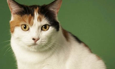 馬恩島貓嘔吐的原因及處理方法