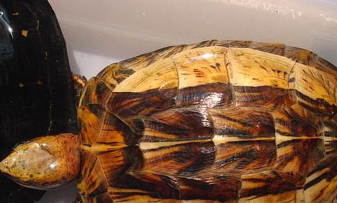 寵物龜疾病護理方法介紹之濕度、光照管理