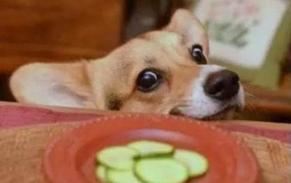 狗狗常見的狀況處理方法