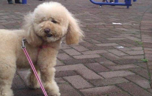 狗狗為什么會(huì)經(jīng)常吐?