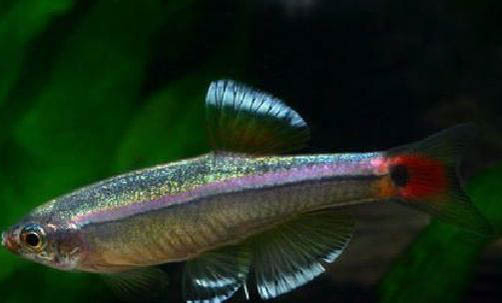 白云金絲魚怎么喂養(yǎng)