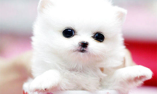 為什么茶杯犬不可以養(yǎng)