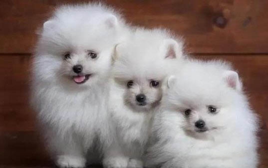 狗狗得犬瘟后有哪些癥狀