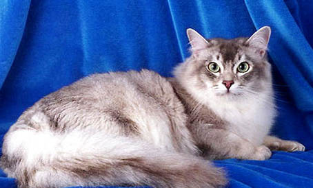 蒂凡尼貓尿結石的原因及處理方法