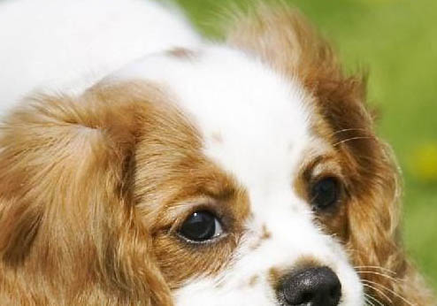 田野小獵犬老打噴嚏