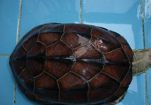 水龜和半水龜哪個好關