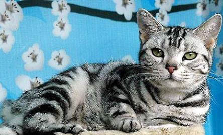 美國短毛貓好養么