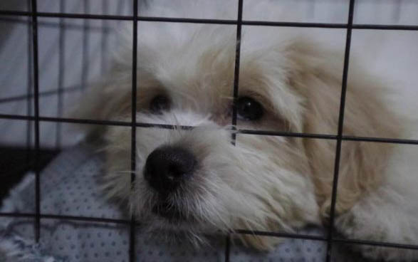 泰迪狗能喝酸奶嗎