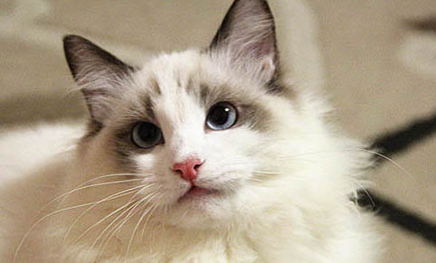 怎樣防止貓咪吃耳螨藥