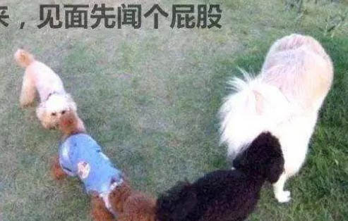 狗狗幾個月開始訓練最好