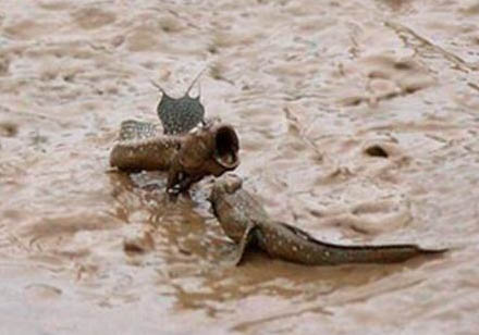 羅漢魚適合混養嗎