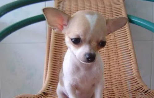 適合家養小型犬的犬種
