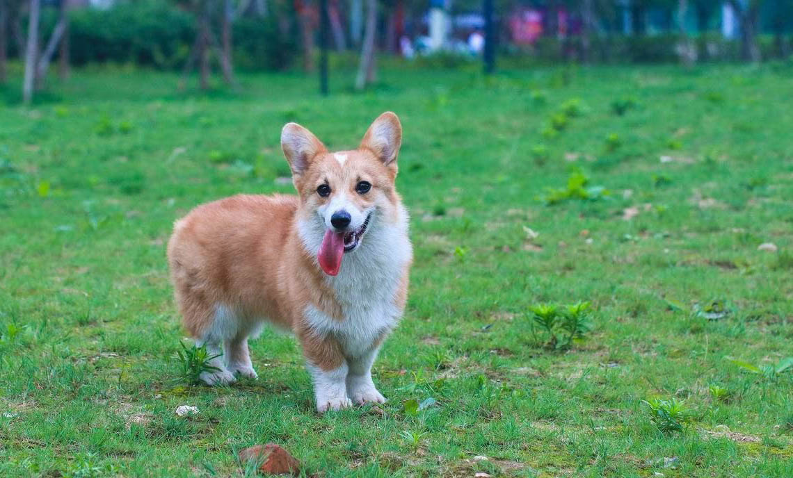 柯基犬智商相當(dāng)于幾歲