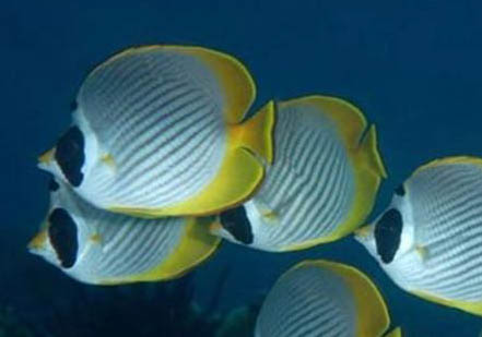 熊貓鼠魚怎么繁殖