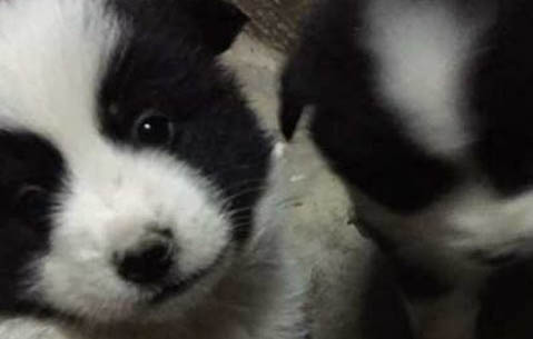 如何馴化成犬狗狗呢