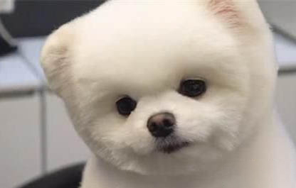 尖嘴博美和圓嘴博美的區別