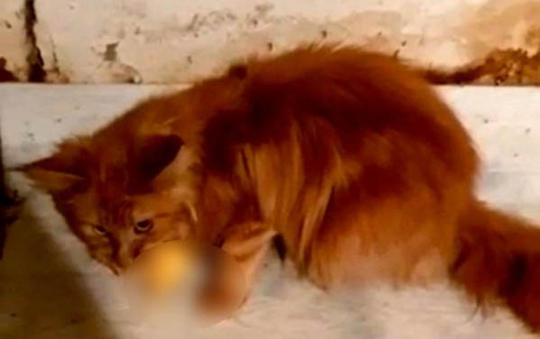 狗狗撕扯狗窩的原因及處理方法