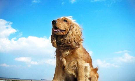 2018年可卡犬價格查詢