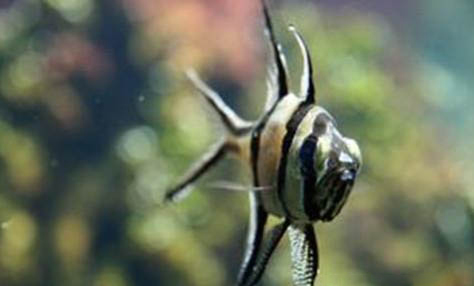 鱷魚有哪些種類