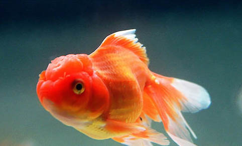 熱帶觀賞魚(yú)種類