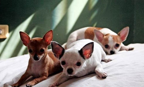 狗狗為什么會得皮膚病什么原因呢