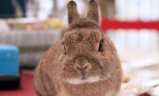 種兔的繁殖期多久?