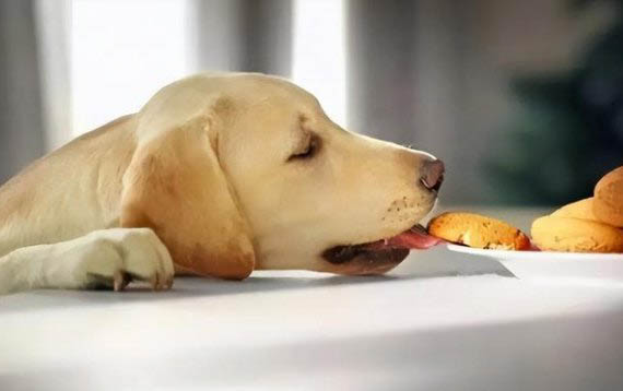 狗狗一直甩頭是不是哪里不舒服
