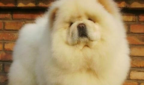 松獅的壽命大概是多久