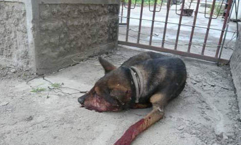 巴色特犬吃多了拉稀怎么辦
