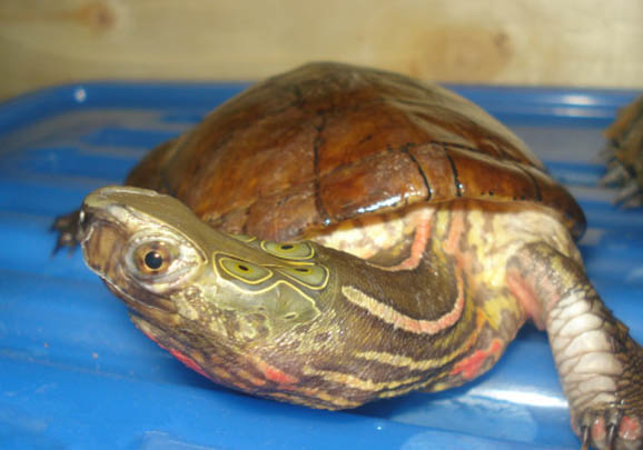 四眼斑水龜能活多少年