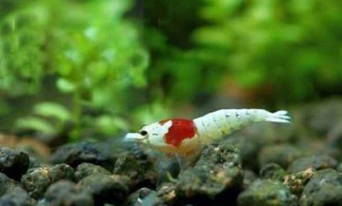 水晶蝦和黑尾蝦能混養(yǎng)嗎?