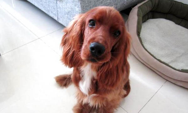 英國的可卡犬有哪些缺點?