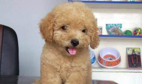不掉毛的小型犬