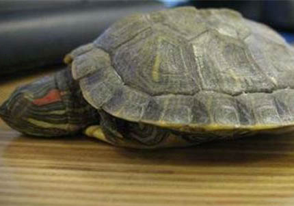 巴西紅耳龜怎樣飼養(yǎng)