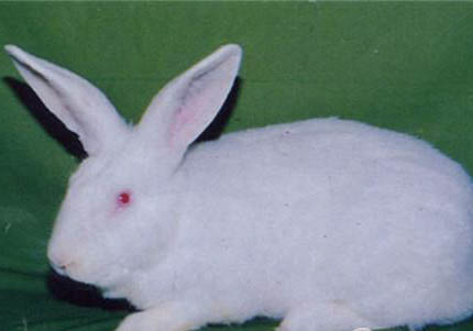 白兔魚的特征及飼養環境