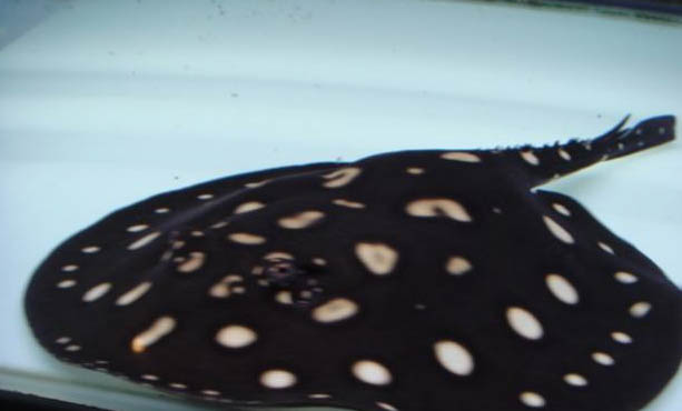 魚缸里水泵有哪些作用