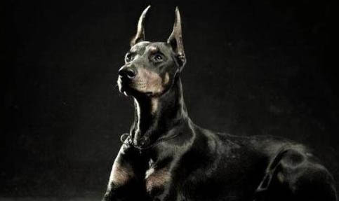 大丹犬脾臟大的原因