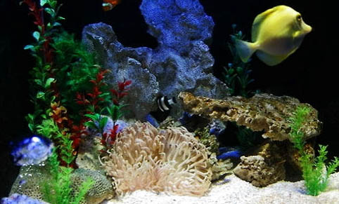 觀賞魚種類冷水魚