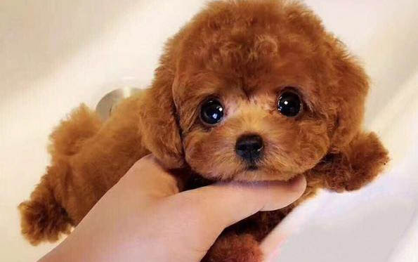 玩具體泰迪犬成年多少斤