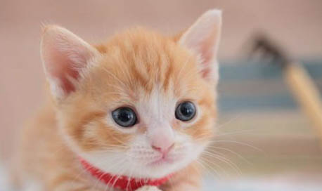 春季貓咪常見疾病