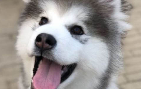 狗狗體內外驅蟲藥哪個好