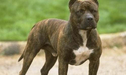 惠比特犬咬人嗎