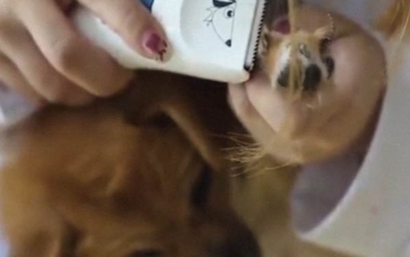 夏天小狗感冒發燒怎么辦？